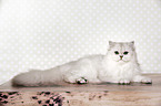 lying British Longhair