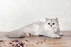 lying British Longhair