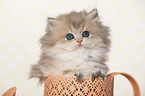 British Longhair Kitten in a watering can