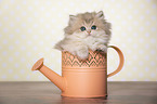 British Longhair Kitten in a watering can