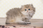 sitting British Longhair Kitten