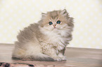 sitting British Longhair Kitten