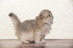 standing British Longhair Kitten