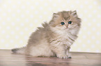 sitting British Longhair Kitten