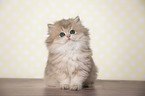 sitting British Longhair Kitten