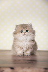 sitting British Longhair Kitten