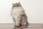 sitting British Longhair