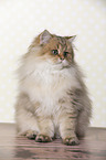 sitting British Longhair