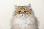 British Longhair portrait