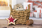 British Longhair Kitten in the wicker basket