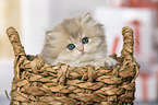 British Longhair Kitten in the wicker basket