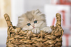 British Longhair Kitten in the wicker basket