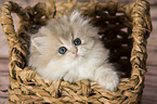 British Longhair Kitten in the wicker basket