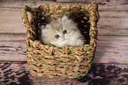 British Longhair Kitten in the wicker basket