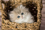 British Longhair Kitten in the wicker basket