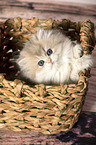 British Longhair Kitten in the wicker basket