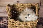 British Longhair Kitten in the wicker basket