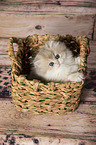 British Longhair Kitten in the wicker basket