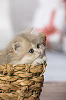 British Longhair Kitten in the wicker basket