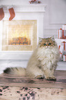 sitting British Longhair