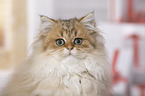 British Longhair portrait