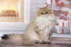 sitting British Longhair