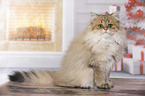 sitting British Longhair