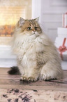 sitting British Longhair