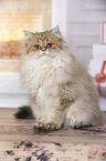 sitting British Longhair