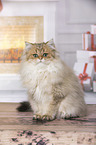 sitting British Longhair