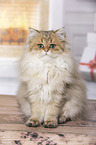 sitting British Longhair