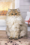 sitting British Longhair