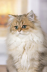 British Longhair portrait