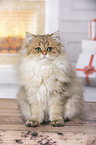 sitting British Longhair