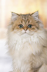 British Longhair portrait