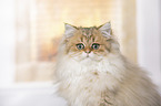 British Longhair portrait