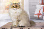 sitting British Longhair
