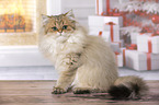 sitting British Longhair