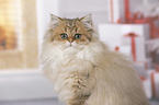 British Longhair portrait