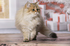 walking British Longhair