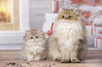 sitting British Longhair