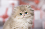 British Longhair Kitten portrait