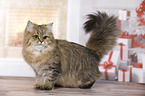 standing British Longhair