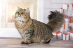 standing British Longhair