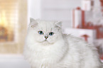 British Longhair portrait