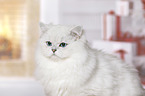 British Longhair portrait