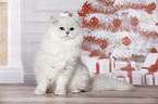 sitting British Longhair