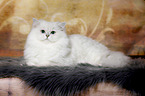 lying British Longhair