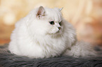lying British Longhair