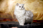 standing British Longhair